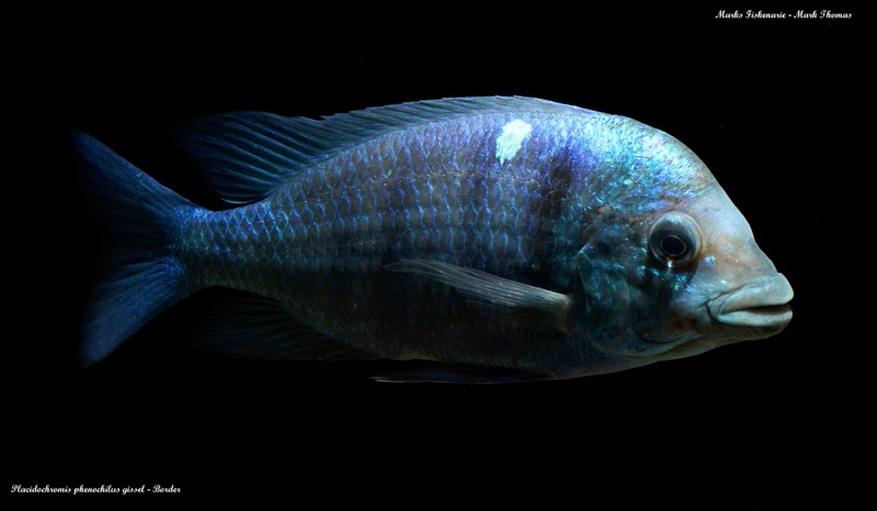 Placidochromis sp. 'phenochilus gissel' Border